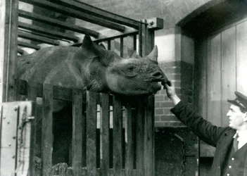 Eliza un rinoceronte nero prende cibo dalla mano del suo custode al suo arrivo al London Zoo, 1923 (foto in bianco e nero)